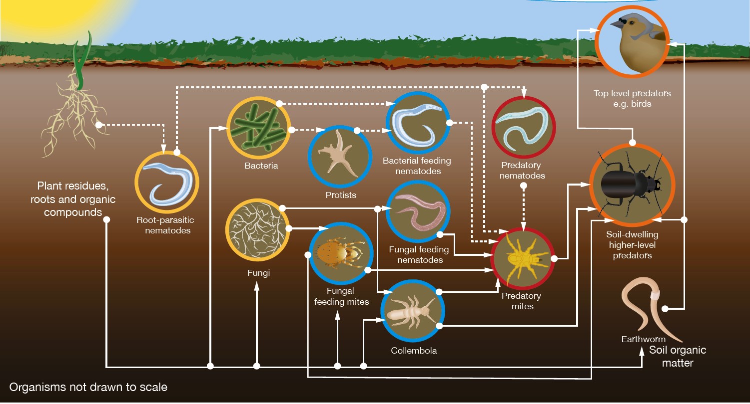 Soil food web with organic matter inputs and trophic feeding levels